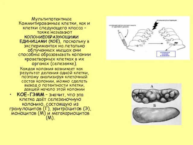 Мультипотентные Коммитированные клетки, как и клетки следующего класса – также называют КОЛОНИЕОБРАЗУЮЩИМИ