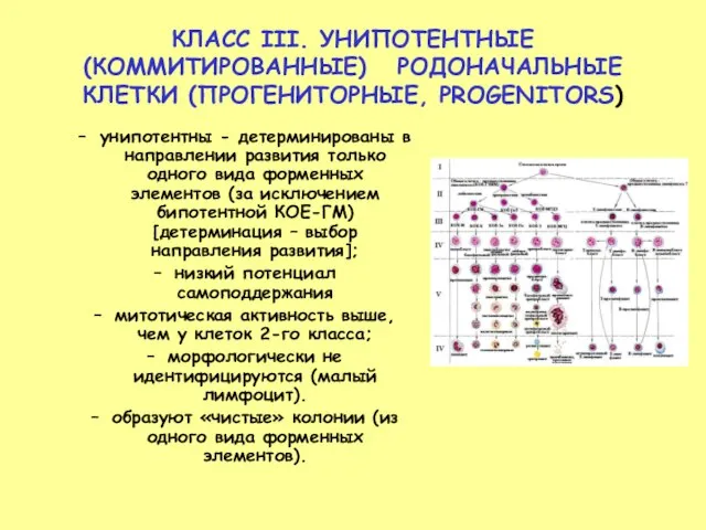 КЛАСС III. УНИПОТЕНТНЫЕ (КОММИТИРОВАННЫЕ) РОДОНАЧАЛЬНЫЕ КЛЕТКИ (ПРОГЕНИТОРНЫЕ, PROGENITORS) унипотентны - детерминированы в