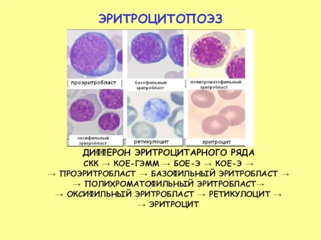 ЭРИТРОЦИТОПОЭЗ ДИФФЕРОН ЭРИТРОЦИТАРНОГО РЯДА СКК → КОЕ-ГЭММ → БОЕ-Э → КОЕ-Э →