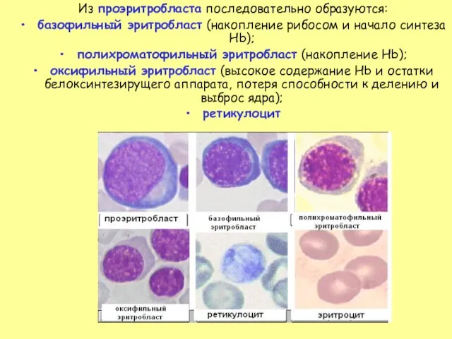 Из проэритробласта последовательно образуются: базофильный эритробласт (накопление рибосом и начало синтеза Hb);