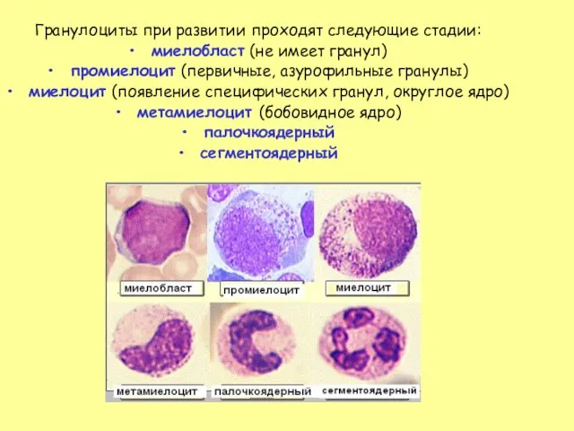 Гранулоциты при развитии проходят следующие стадии: миелобласт (не имеет гранул) промиелоцит (первичные,