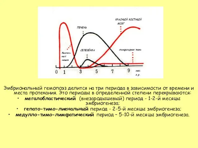 Эмбриональный гемопоэз делится на три периода в зависимости от времени и места