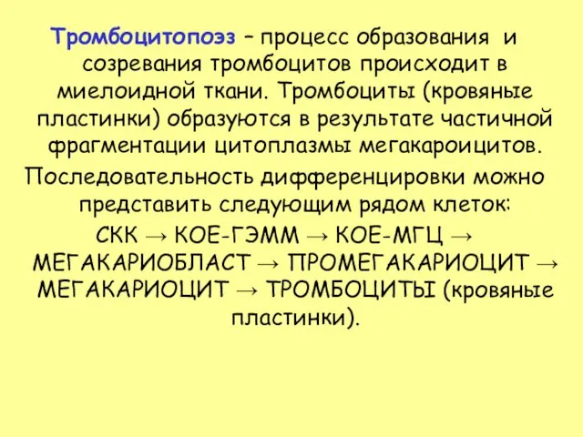 Тромбоцитопоэз – процесс образования и созревания тромбоцитов происходит в миелоидной ткани. Тромбоциты