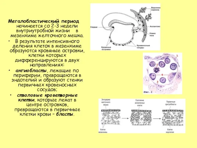 Мегалобластический период начинается со 2-3 недели внутриутробной жизни в мезенхиме желточного мешка.