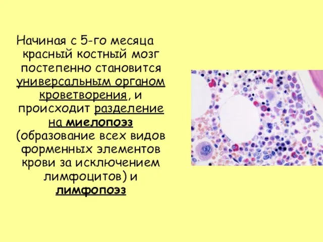 Начиная с 5-го месяца красный костный мозг постепенно становится универсальным органом кроветворения,