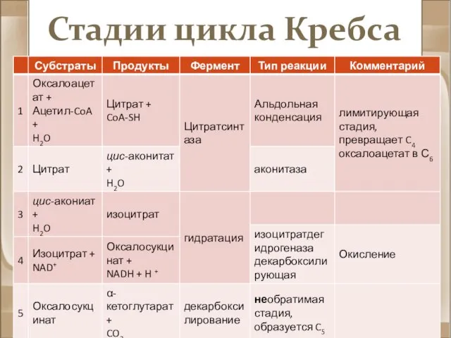 Стадии цикла Кребса