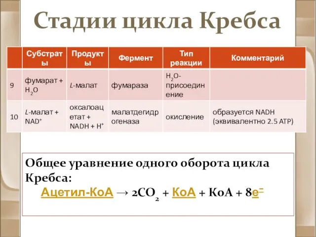 Стадии цикла Кребса Общее уравнение одного оборота цикла Кребса: Ацетил-КоА → 2CO2