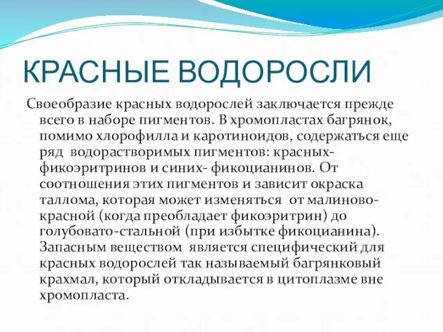 КРАСНЫЕ ВОДОРОСЛИ Своеобразие красных водорослей заключается прежде всего в наборе пигментов. В