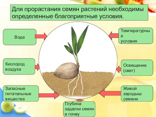 Для прорастания семян растений необходимы определенные благоприятные условия. Вода Запасные питательные вещества