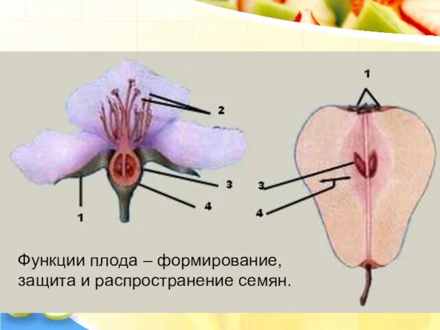 Из цветка образуется плод Функции плода – формирование, защита и распространение семян.