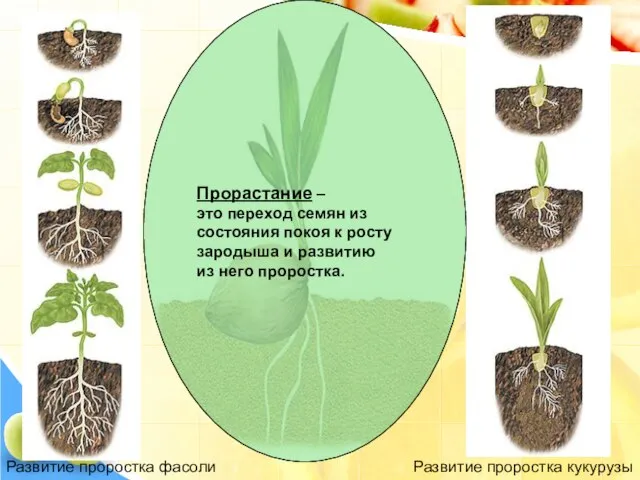 Развитие проростка фасоли Развитие проростка кукурузы Прорастание – это переход семян из