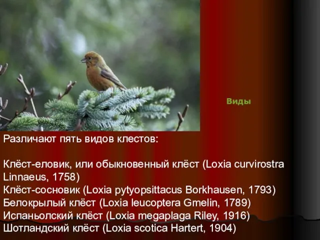Различают пять видов клестов: Клёст-еловик, или обыкновенный клёст (Loxia curvirostra Linnaeus, 1758)