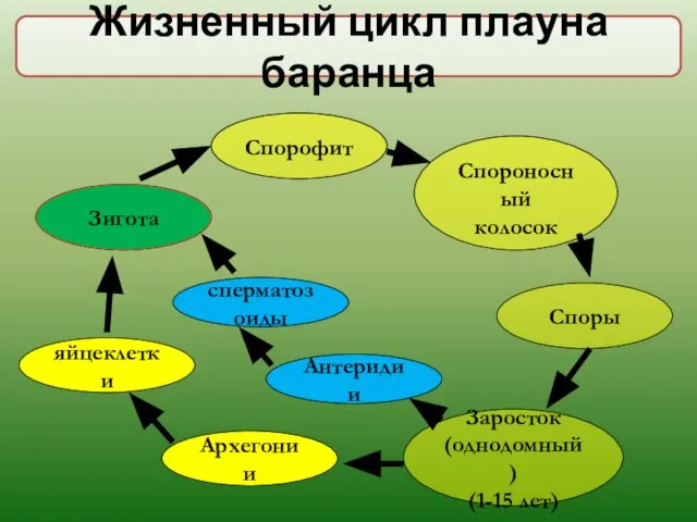 Жизненный цикл плауна баранца Спорофит Спороносный колосок Споры Заросток (однодомный) (1-15 лет)