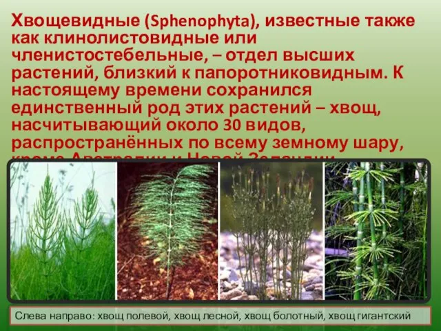 Хвощевидные (Sphenophyta), известные также как клинолистовидные или членистостебельные, – отдел высших растений,