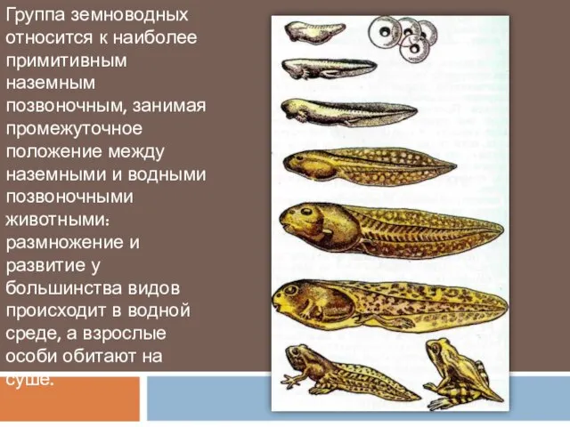 Группа земноводных относится к наиболее примитивным наземным позвоночным, занимая промежуточное положение между