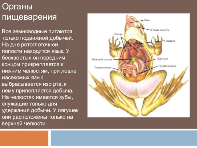 Органы пищеварения Все земноводные питаются только подвижной добычей. На дне ротоглоточной полости