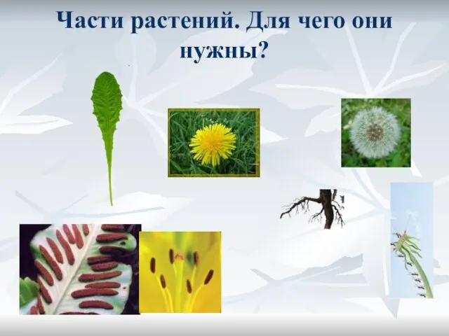 Части растений. Для чего они нужны?