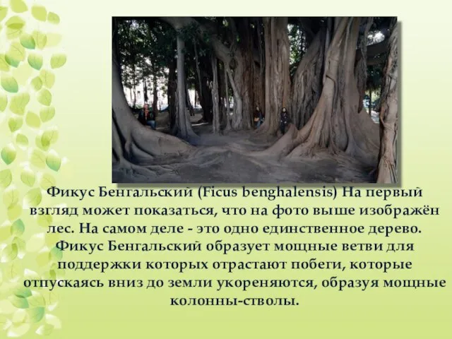 Фикус Бенгальский (Ficus benghalensis) На первый взгляд может показаться, что на фото