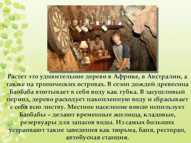 Растет это удивительное дерево в Африке, в Австралии, а также на тропических