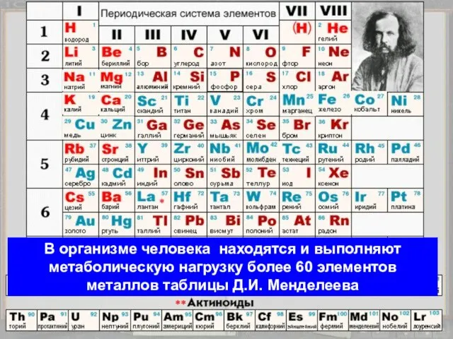 В организме человека находятся и выполняют метаболическую нагрузку более 60 элементов металлов таблицы Д.И. Менделеева