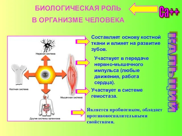 Ca++ КАЛЬЦИЙ Составляет основу костной ткани и влияет на развитие зубов. Участвует