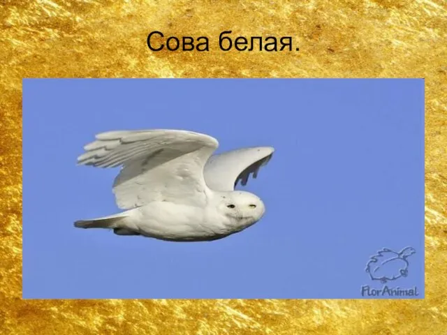 Сова белая.