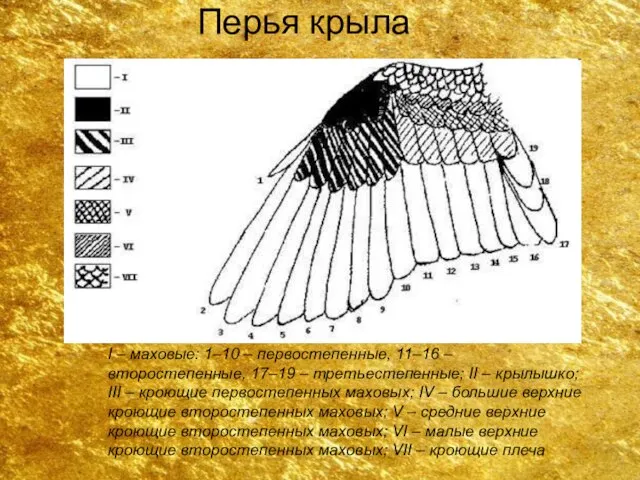 Перья крыла I – маховые: 1–10 – первостепенные, 11–16 – второстепенные, 17–19