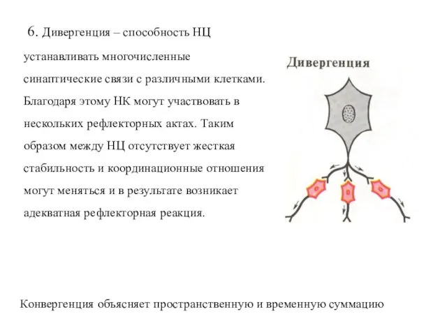 6. Дивергенция – способность НЦ устанавливать многочисленные синаптические связи с различными клетками.