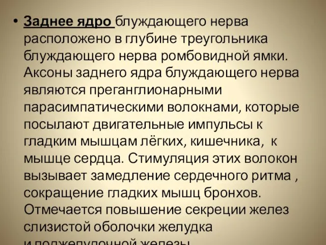 Заднее ядро блуждающего нерва расположено в глубине треугольника блуждающего нерва ромбовидной ямки.