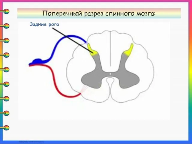 Задние рога Поперечный разрез спинного мозга: