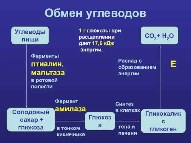 Обмен углеводов Углеводы пищи Солодовый сахар + глюкоза Глюкоза Гликокаликс гликоген СО2+