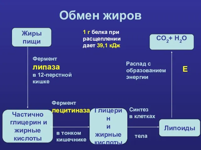 Обмен жиров Жиры пищи Частично глицерин и жирные кислоты Глицерин и жирные