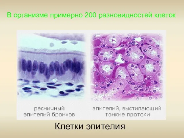 В организме примерно 200 разновидностей клеток Клетки эпителия