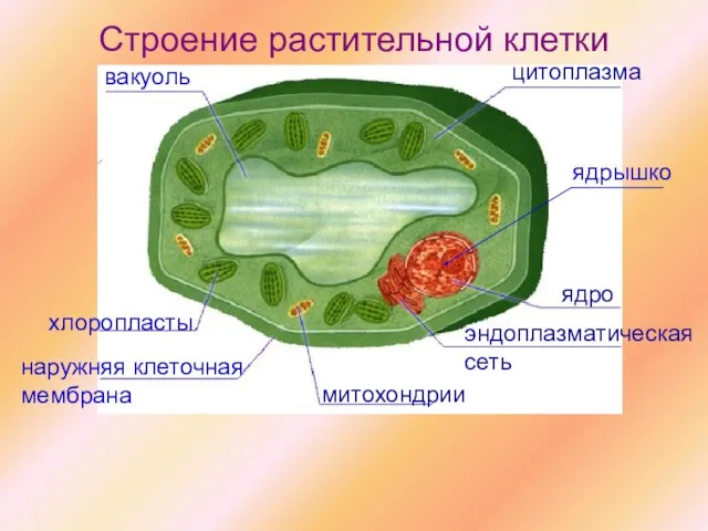 цитоплазма ядрышко ядро эндоплазматическая сеть митохондрии наружняя клеточная мембрана хлоропласты вакуоль Строение растительной клетки
