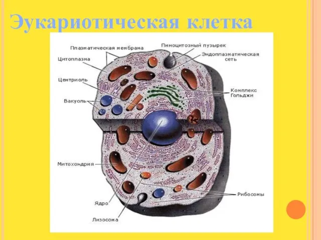 Эукариотическая клетка