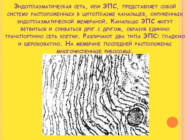 Эндоплазматическая сеть, или ЭПС, представляет собой систему расположенных в цитоплазме канальцев, окруженных