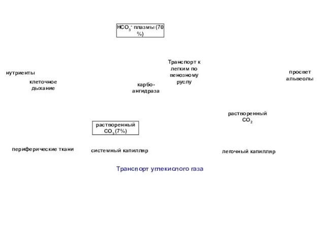 клеточное дыхание нутриенты периферические ткани растворенный СО2 (7%) НСО3- плазмы (70 %)