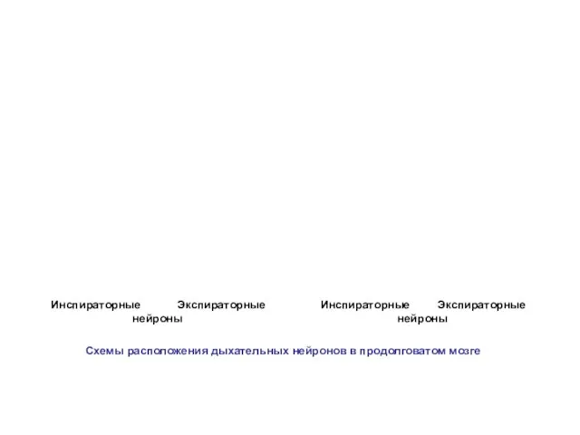 Схемы расположения дыхательных нейронов в продолговатом мозге Инспираторные Инспираторные Экспираторные Экспираторные нейроны нейроны