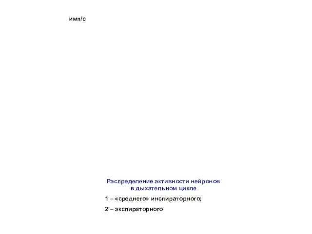 Распределение активности нейронов в дыхательном цикле 1 – «среднего» инспираторного; 2 – экспираторного имп/с