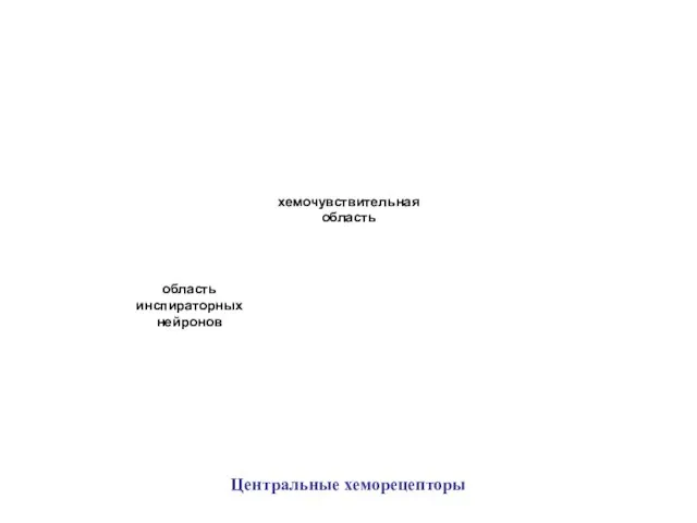 хемочувствительная область область инспираторных нейронов Центральные хеморецепторы