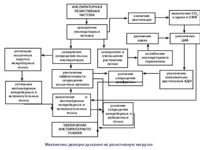 ИНСПИРАТОРНАЯ РЕЗИСТИВНАЯ НАГУЗКА активация мышечных веретен межреберных мышц активация мотонейронов межреберных и