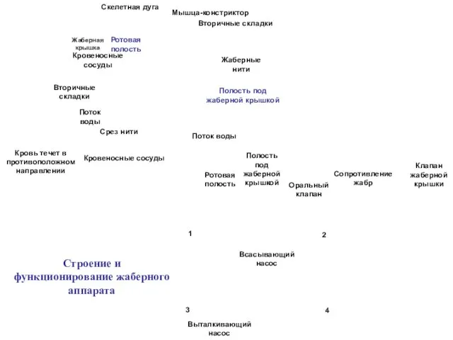 Скелетная дуга Мышца-констриктор Вторичные складки Жаберные нити Вторичные складки Поток воды Срез