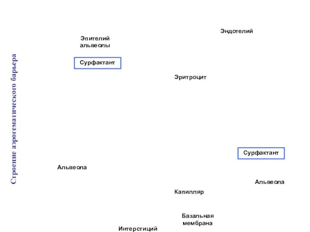 Эндотелий Эритроцит Капилляр Базальная мембрана Альвеола Интерстиций Эпителий альвеолы Сурфактант Сурфактант Альвеола Строение аэрогематического барьера