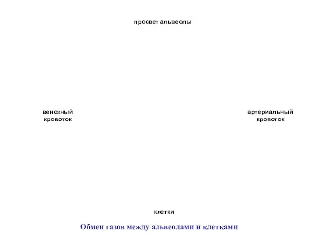 венозный кровоток артериальный кровоток клетки просвет альвеолы Обмен газов между альвеолами и клетками