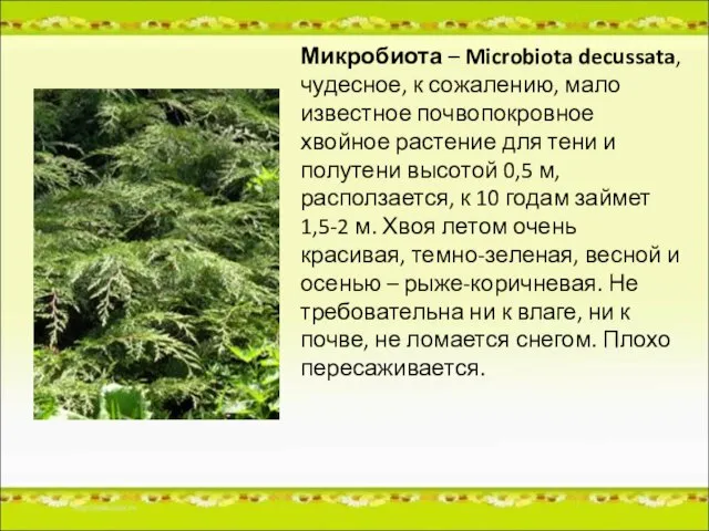 Микробиота – Microbiota decussata, чудесное, к сожалению, мало известное почвопокровное хвойное растение