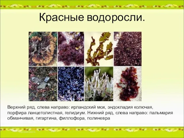 Красные водоросли. Верхний ряд, слева направо: ирландский мох, эндокладия колючая, порфира ланцетолистная,