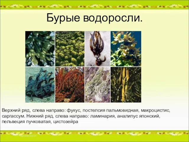 Бурые водоросли. Верхний ряд, слева направо: фукус, постелсия пальмовидная, макроцистис, саргассум. Нижний