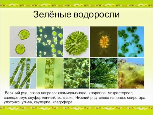 Зелёные водоросли Верхний ряд, слева направо: хламидомонада, хлорелла, микрастериас, сценедесмус двуформенный, вольвокс.
