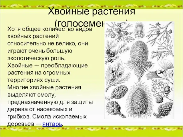 Хвойные растения (голосеменные) Хотя общее количество видов хвойных растений относительно не велико,
