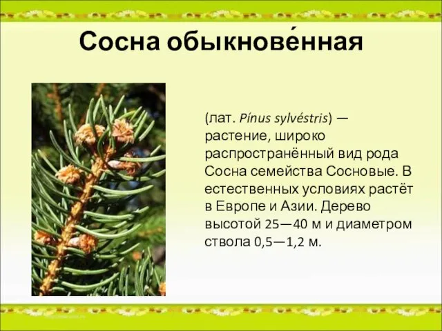 Сосна обыкнове́нная (лат. Pínus sylvéstris) — растение, широко распространённый вид рода Сосна